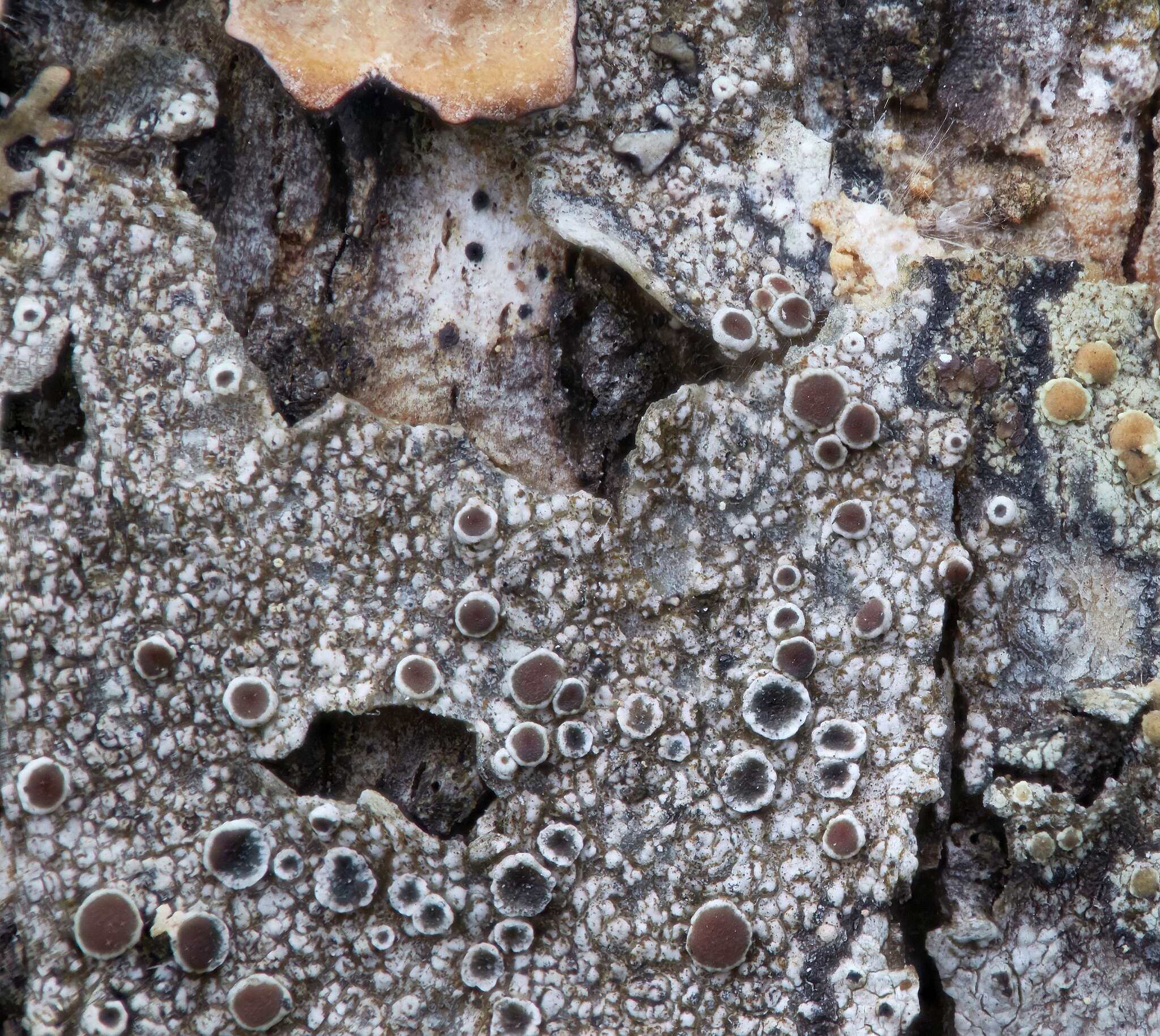 Image of rim lichen