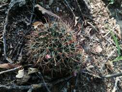 Imagem de Mammillaria mainiae K. Brandegee