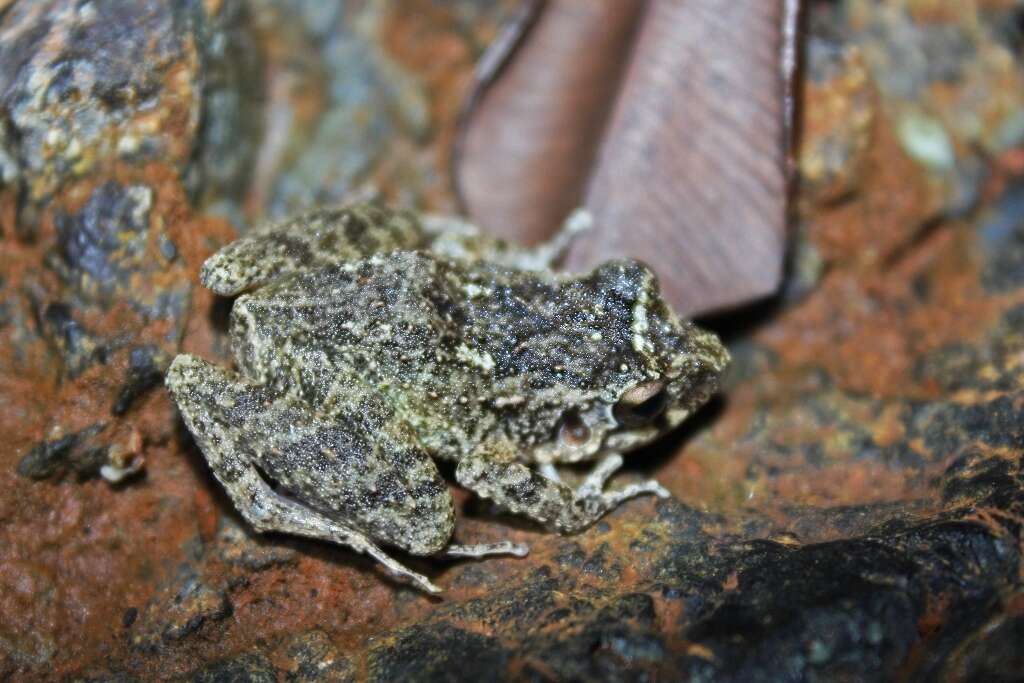 Image of Juventud Robber Frog