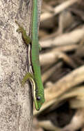 Plancia ëd Phelsuma lineata elanthana Krüger 1996