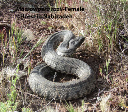 صورة <i>Macrovipera razii</i>