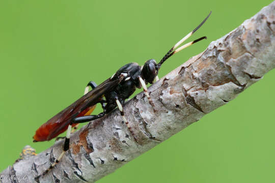 Image of Ichneumon devinctor Say 1825