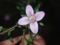 Image of Boronia capitata Benth.