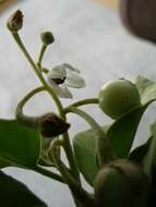 Image de Solanum nelsonii Dun.