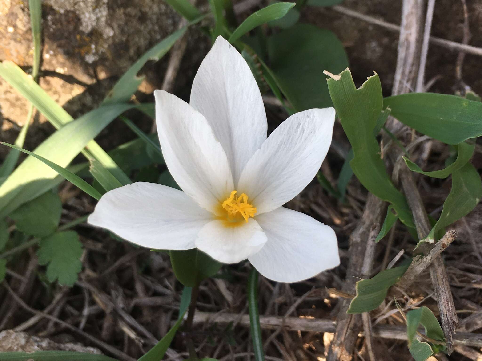 Image of Crocus aleppicus Baker