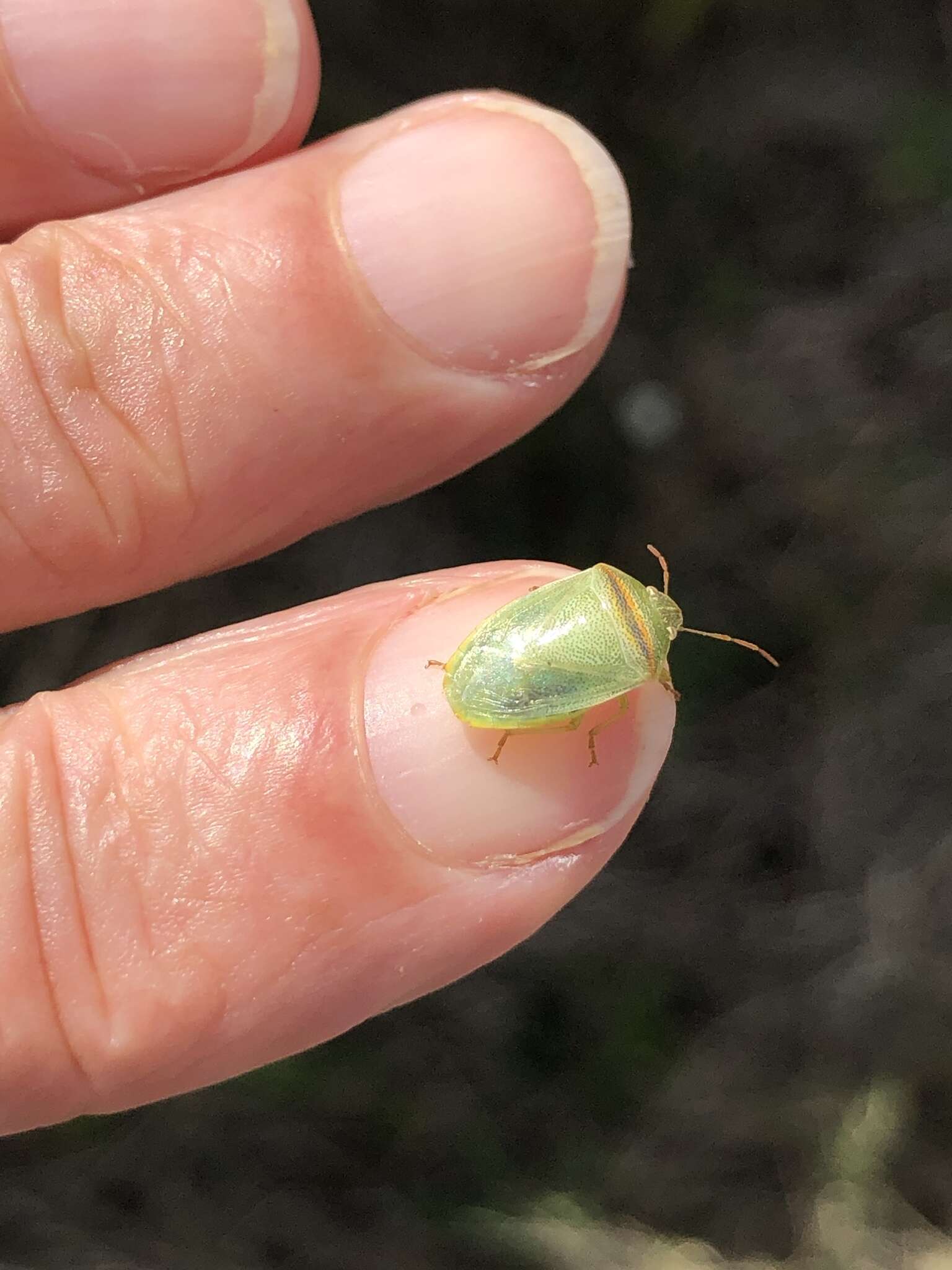 Image of Red-banded Stink Bug