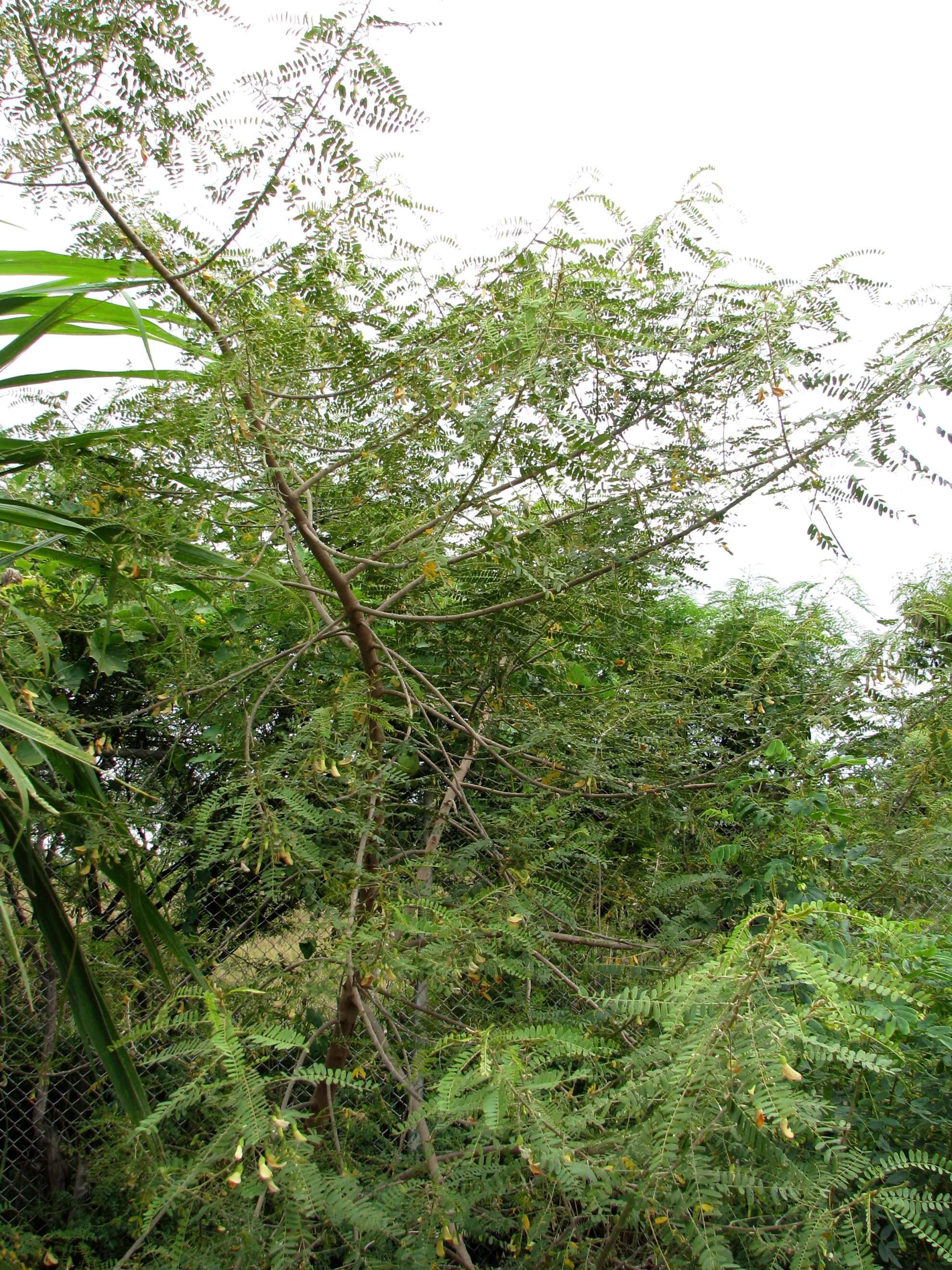 Image of Oahu riverhemp