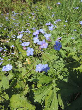 Brunnera resmi