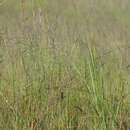 Image of Orange-breasted Waxbill