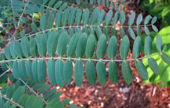 Image de Sesbania tomentosa Hook. & Arn.