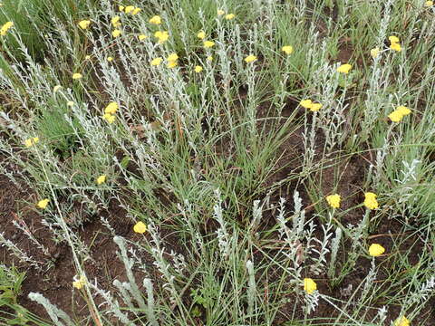 Sivun Helichrysum aureonitens Sch. Bip. kuva