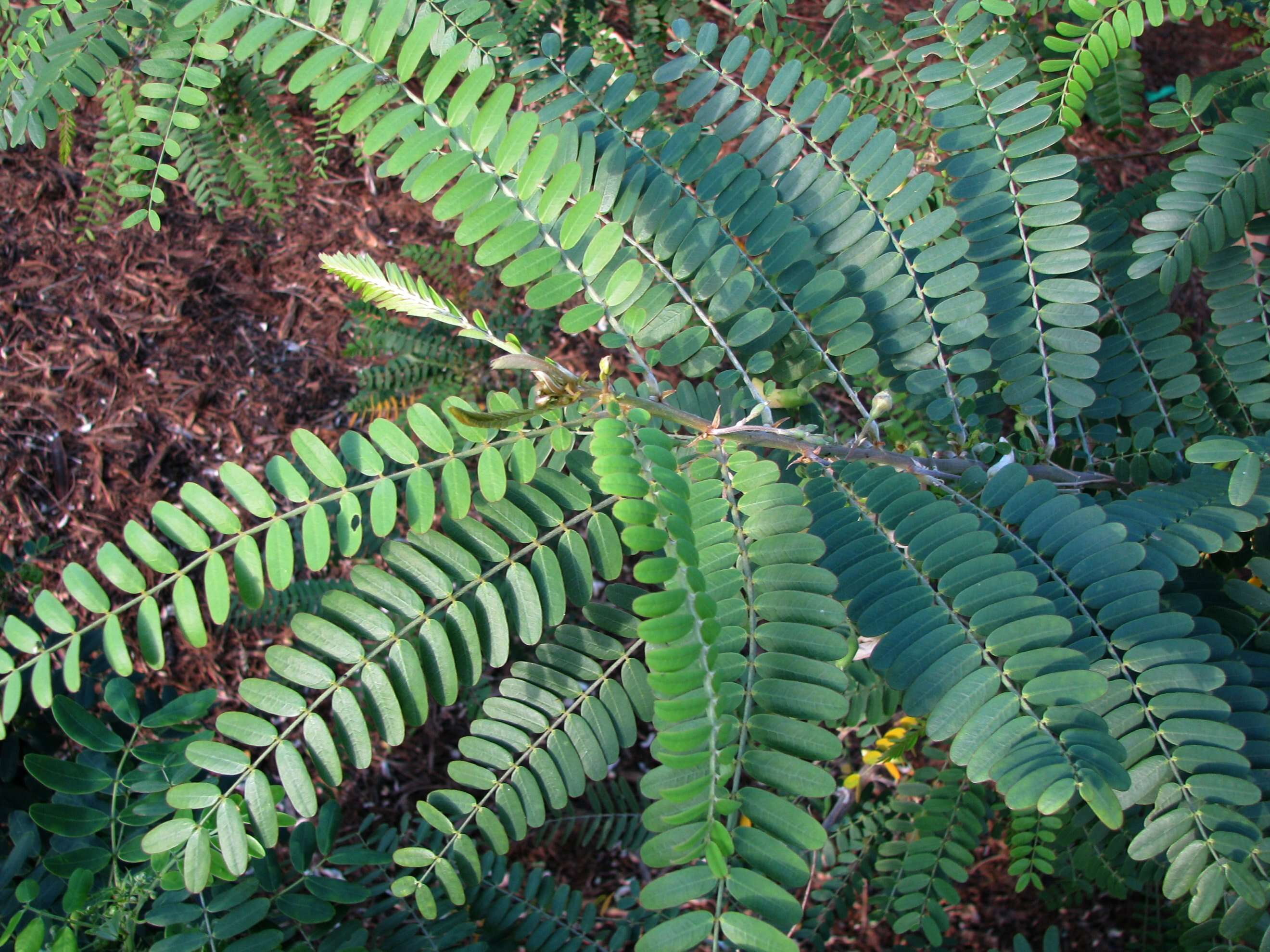 Image de Sesbania tomentosa Hook. & Arn.