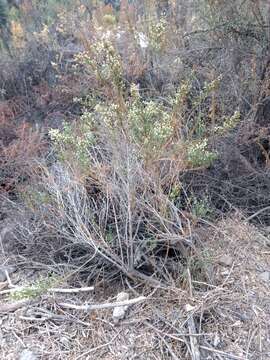 Imagem de Baccharis paniculata DC.