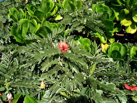 Image of Oahu riverhemp