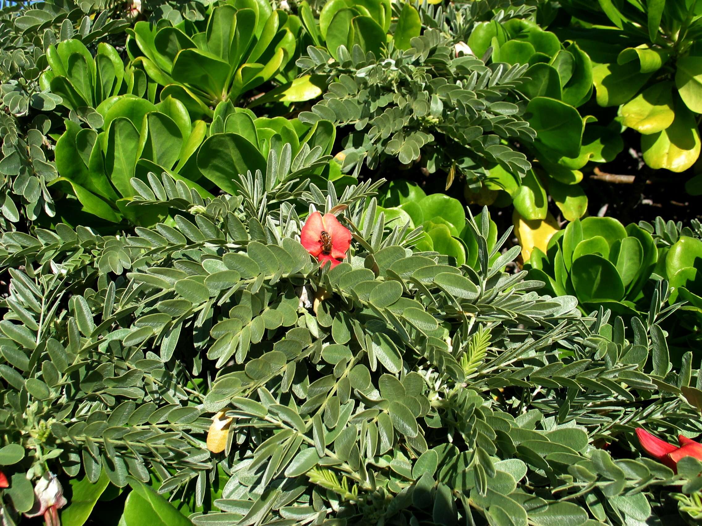 Image of Oahu riverhemp