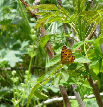 Image de Phyciodes pallida Edwards 1864