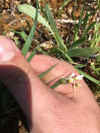 Image of white blue-eyed grass