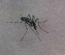 Image of Dengue fever mosquito