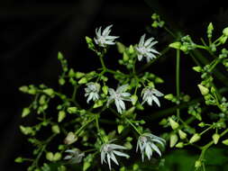 Imagem de Byttneria catalpifolia Jacq.