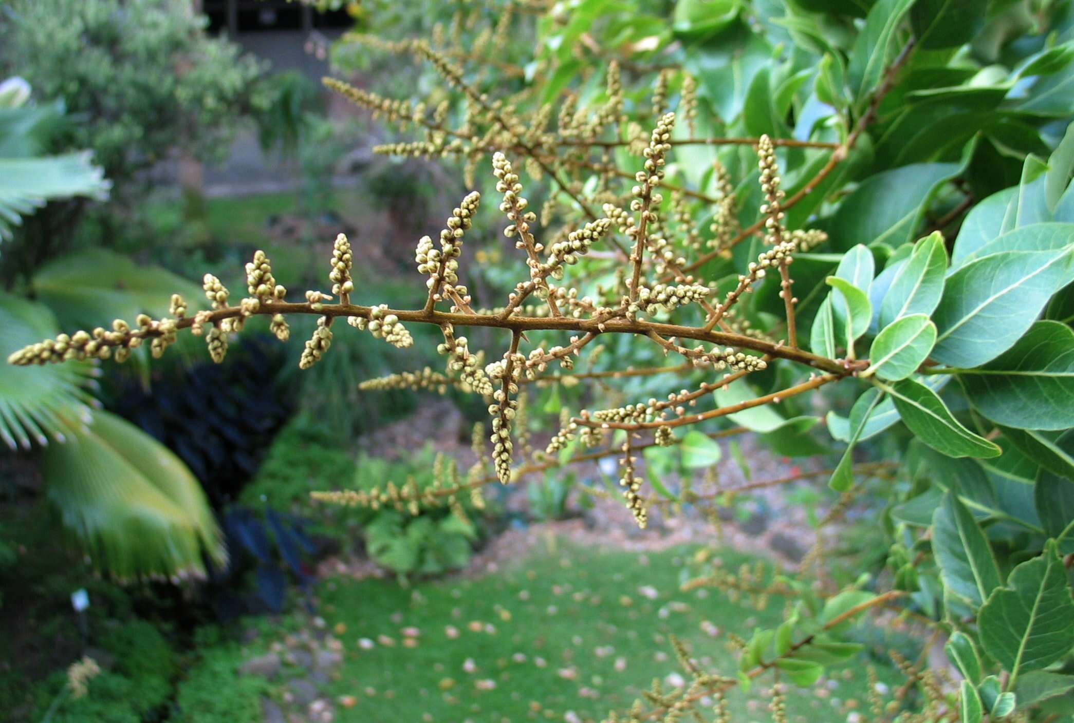 Image of Sapindus oahuensis Hillebr.