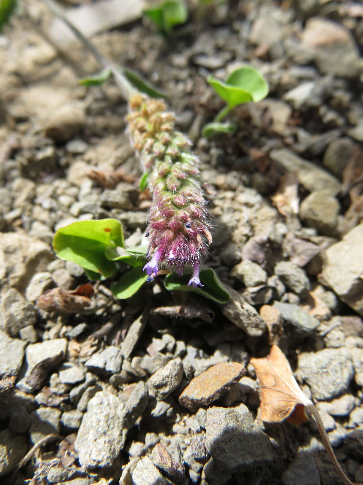 Image of Verbena hispida Ruiz & Pav.