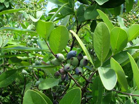 Image of coastal sandalwood