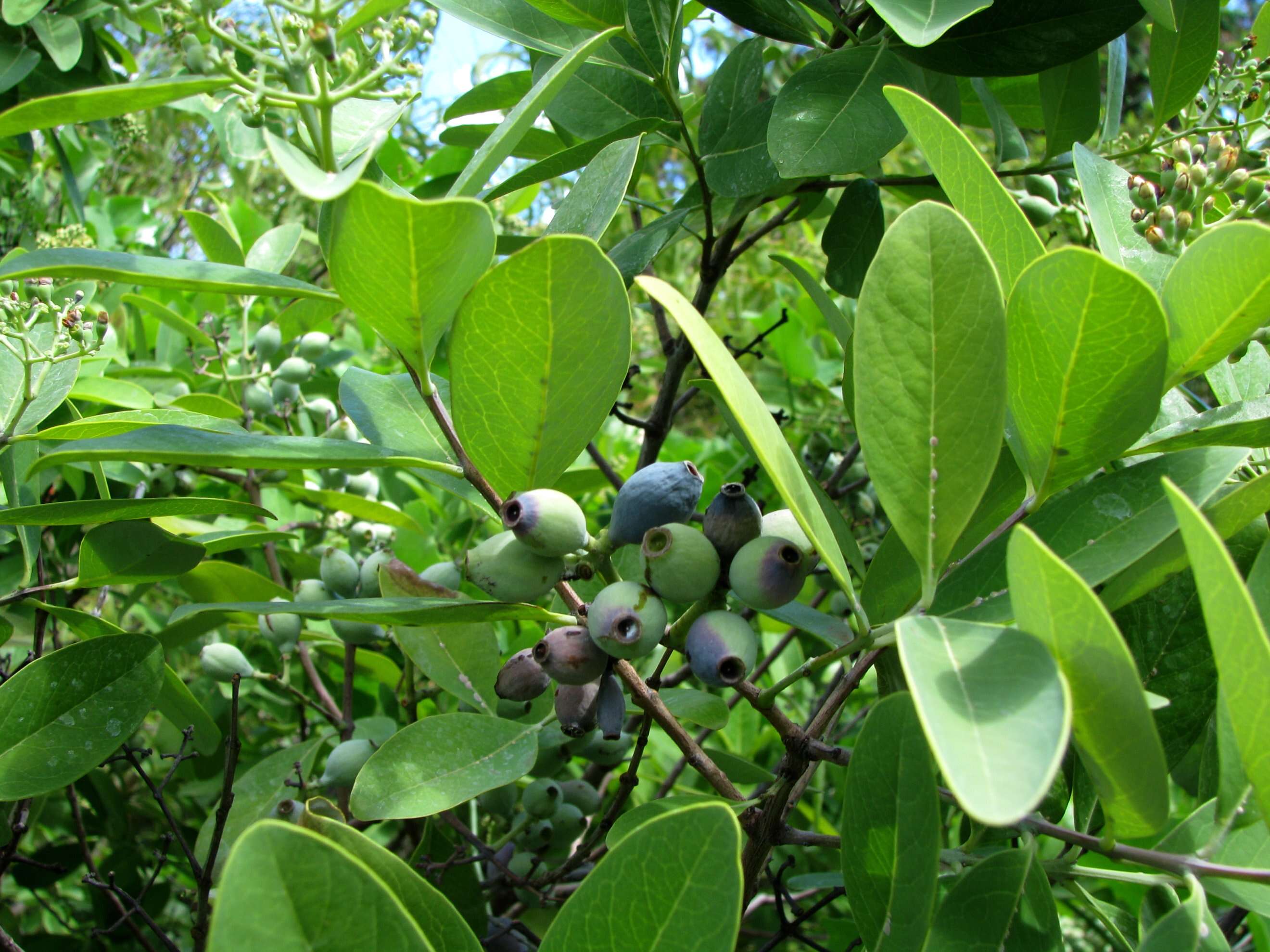 Image of coastal sandalwood