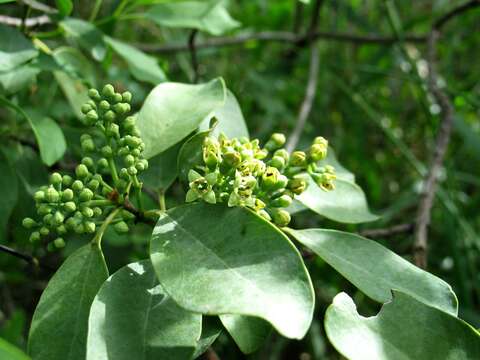 Image of coastal sandalwood