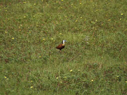 Image of Actophilornis Oberholser 1925