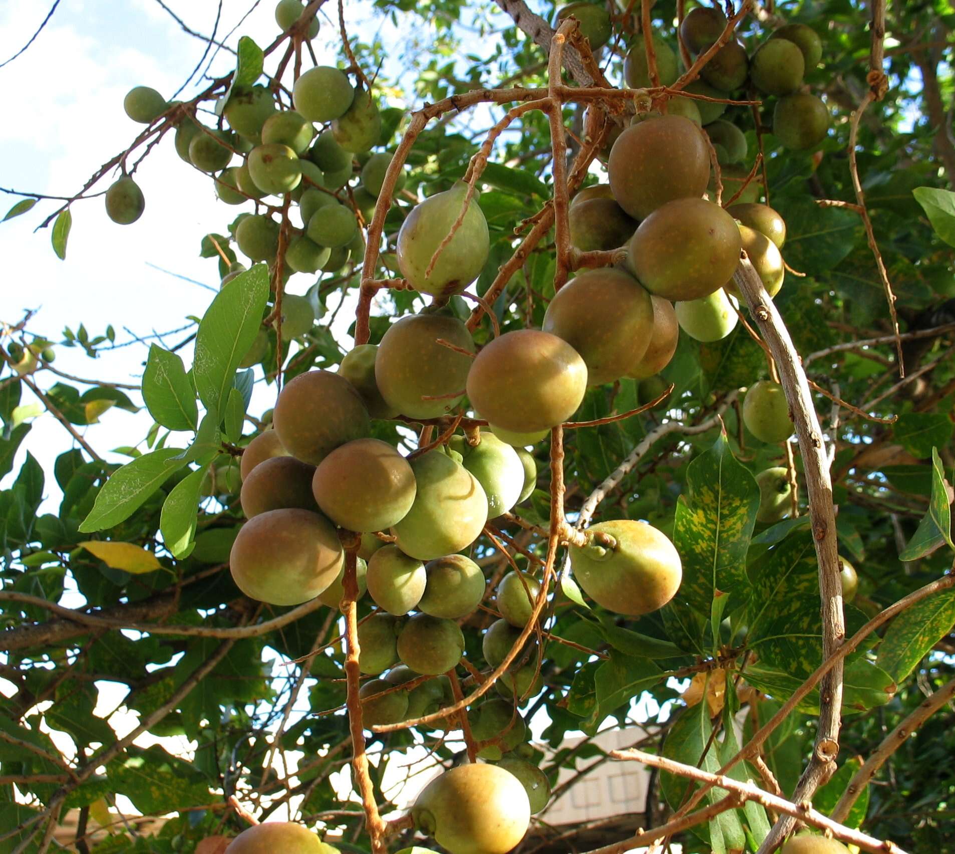 Image of Sapindus oahuensis Hillebr.