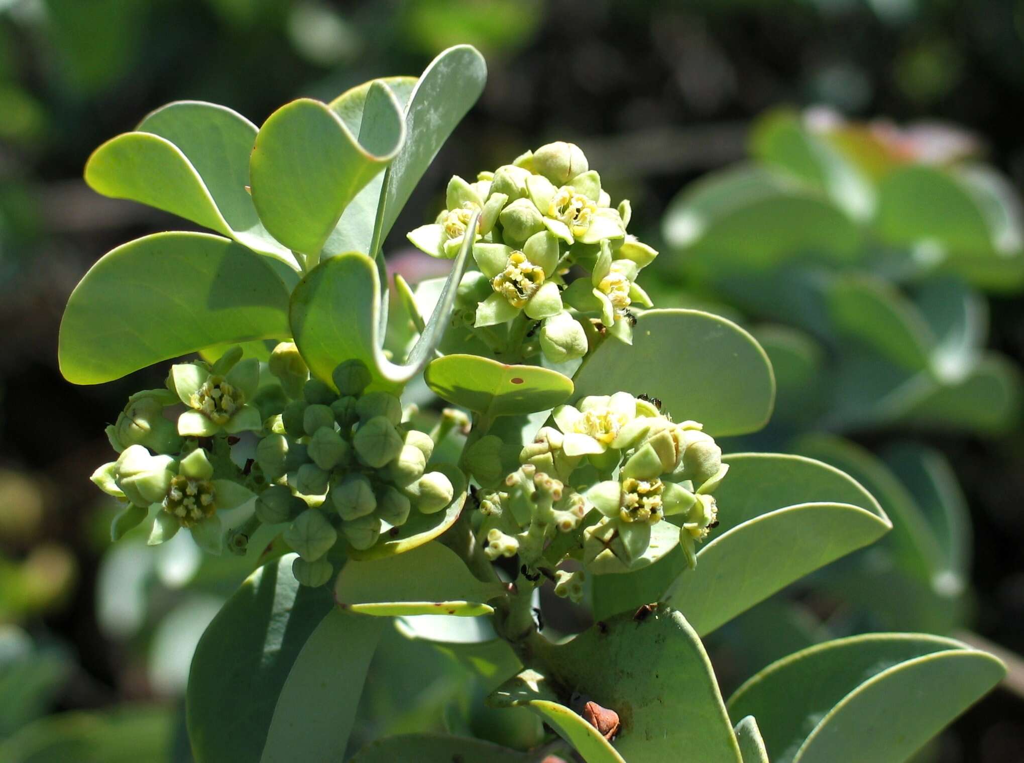 Image of coastal sandalwood