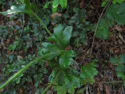 Image of Knowltonia hootae Christenh. & Byng