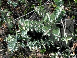 Image of coastal sandalwood