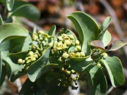 Image of coastal sandalwood