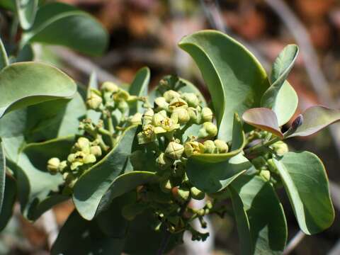 Image of coastal sandalwood