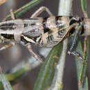 Image of Lakin Grasshopper