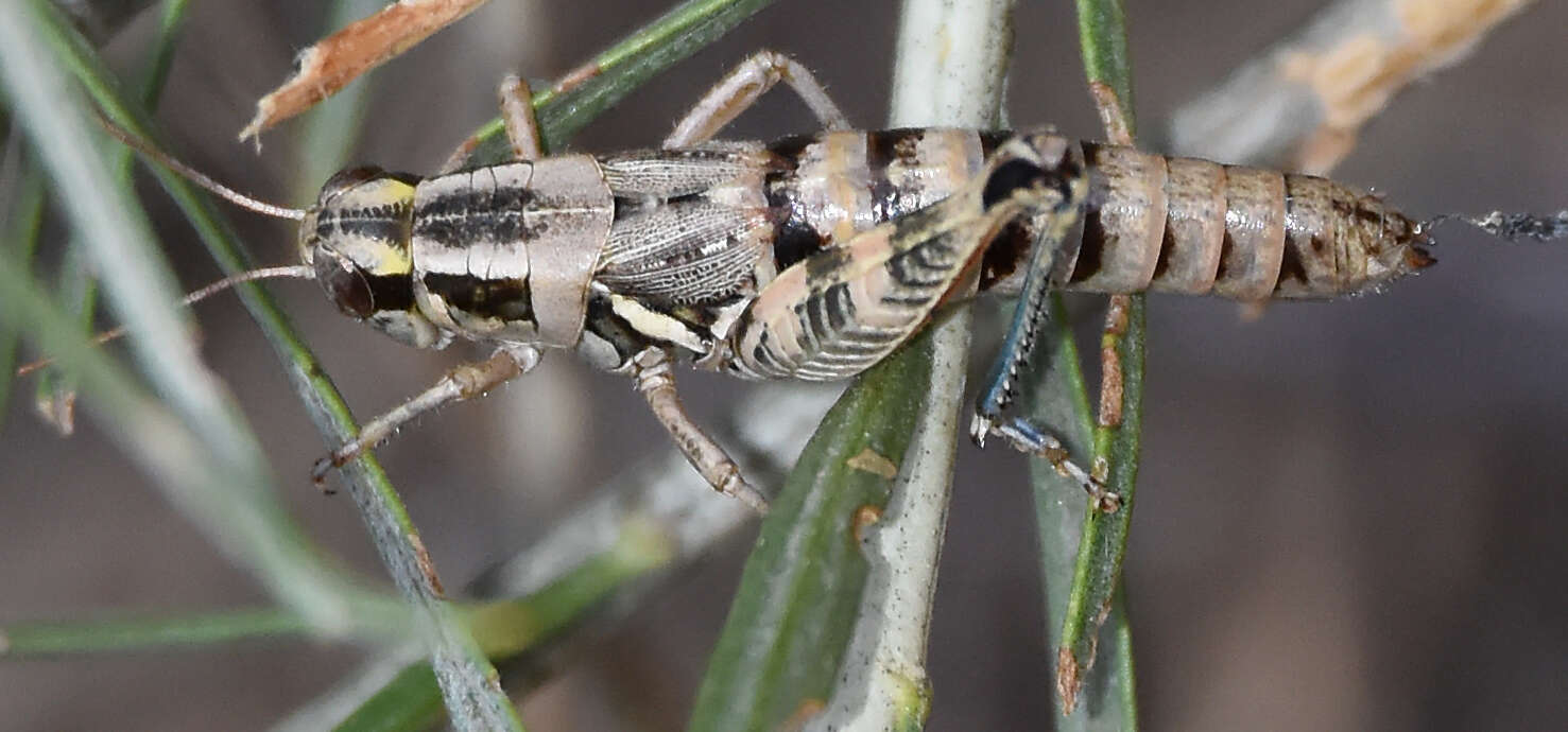 Melanoplus lakinus (Scudder & S. H. 1878)的圖片