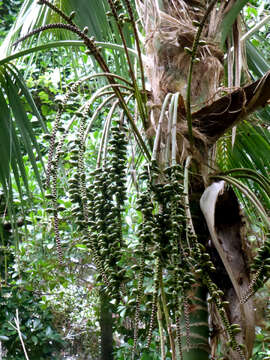 Image of Kentia Palm