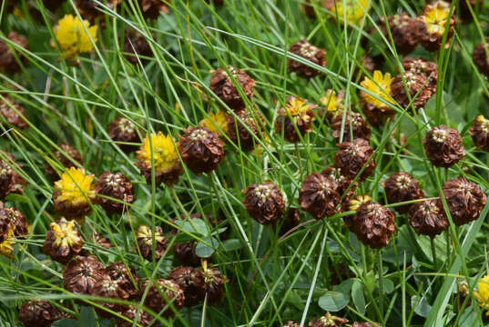 Image of brown clover