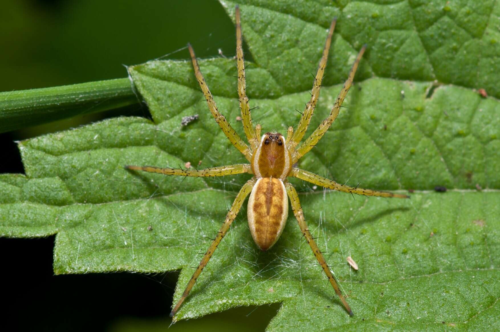 Plancia ëd Dolomedes fimbriatus (Clerck 1757)