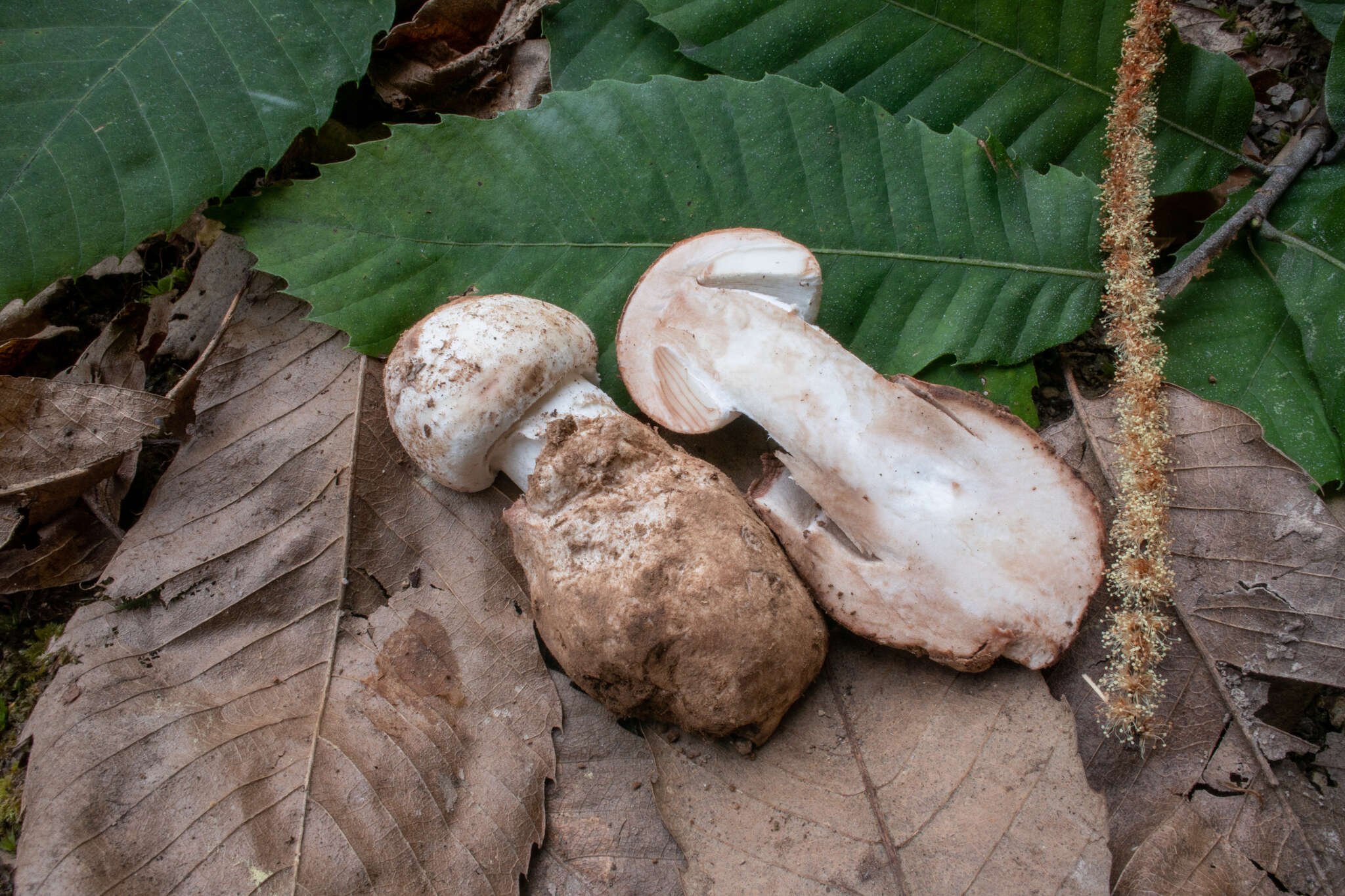 Image de Amanita lepiotoides Barla 1886