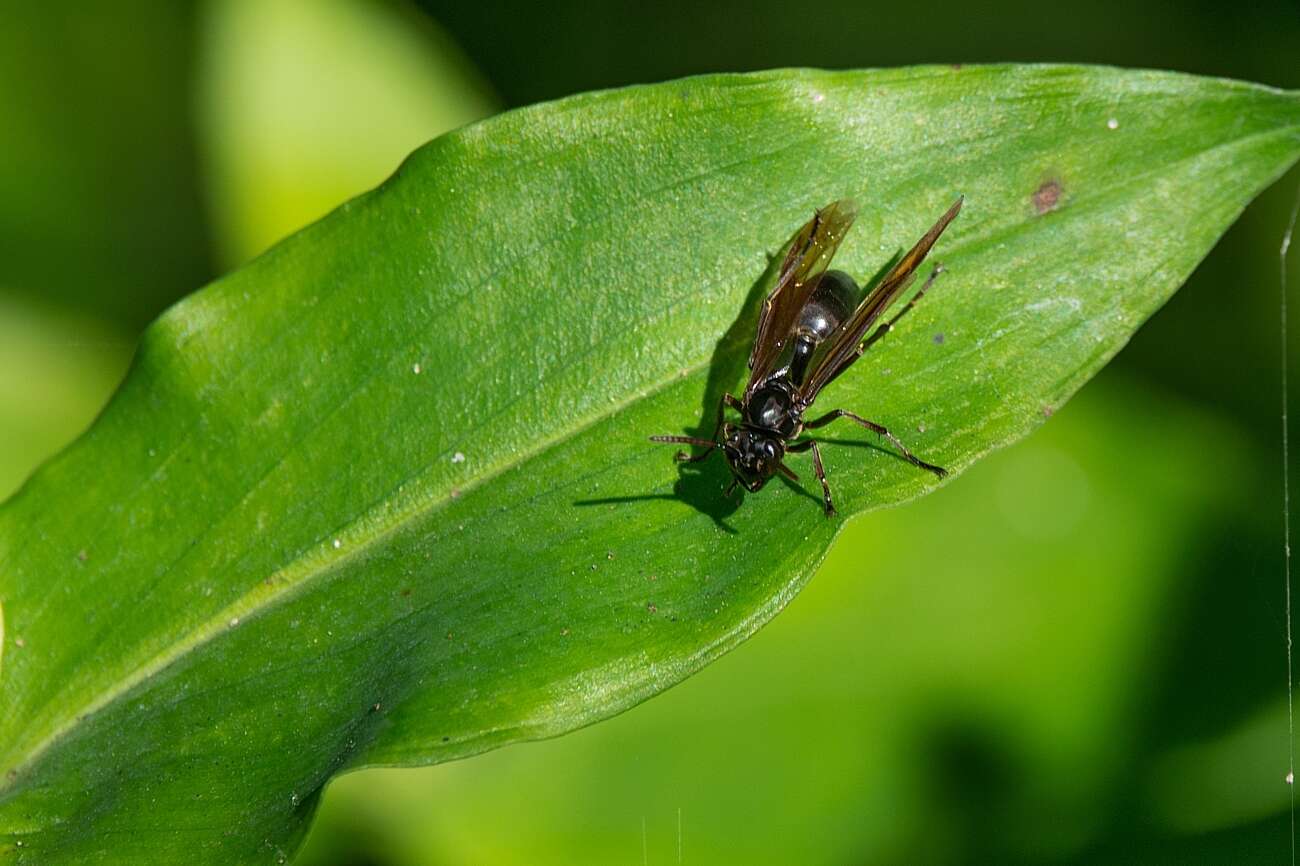 Слика од Agelaia angulata (Fabricius 1804)