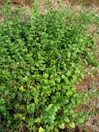 Image of wild leadwort