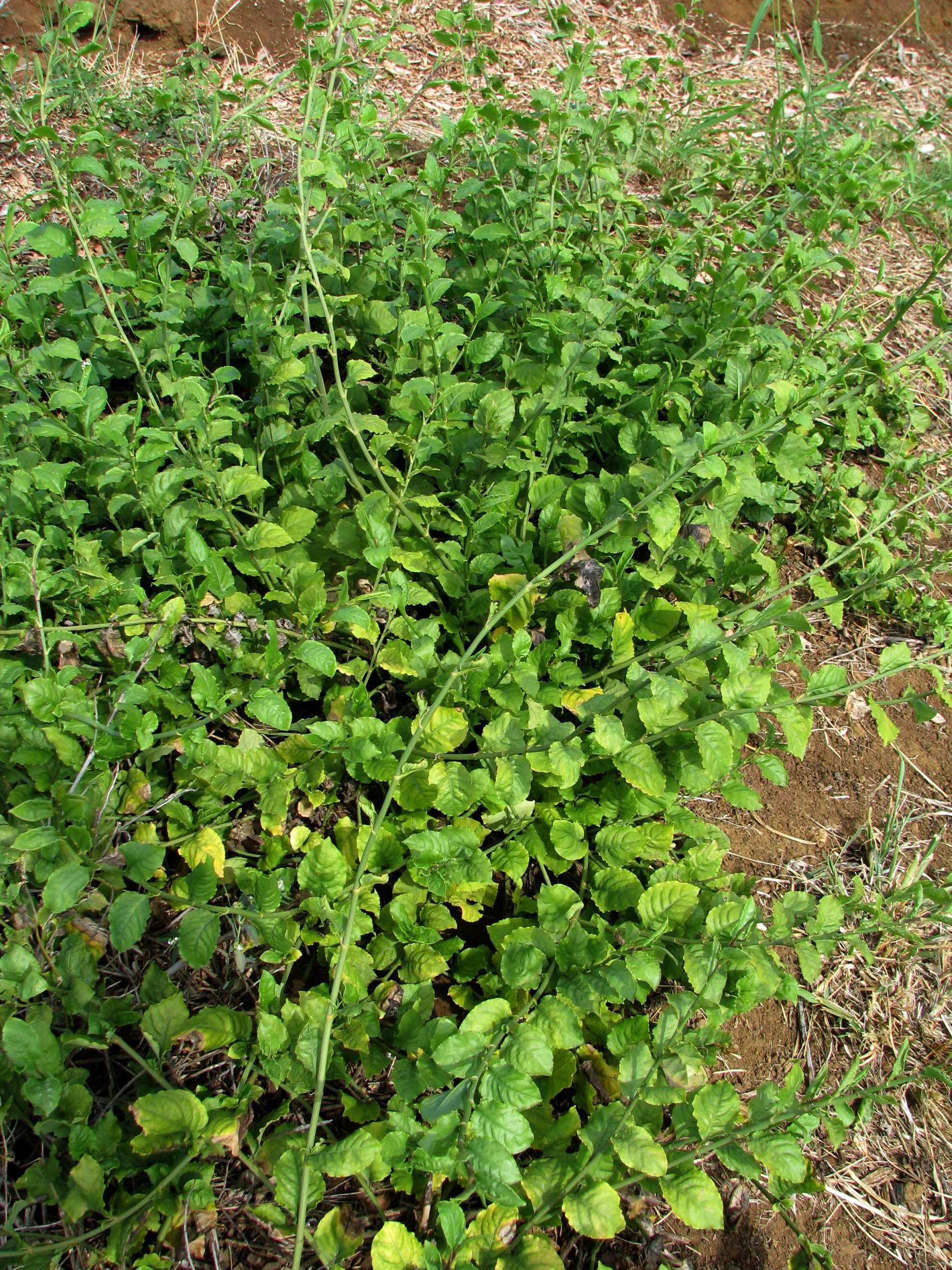 Image of wild leadwort