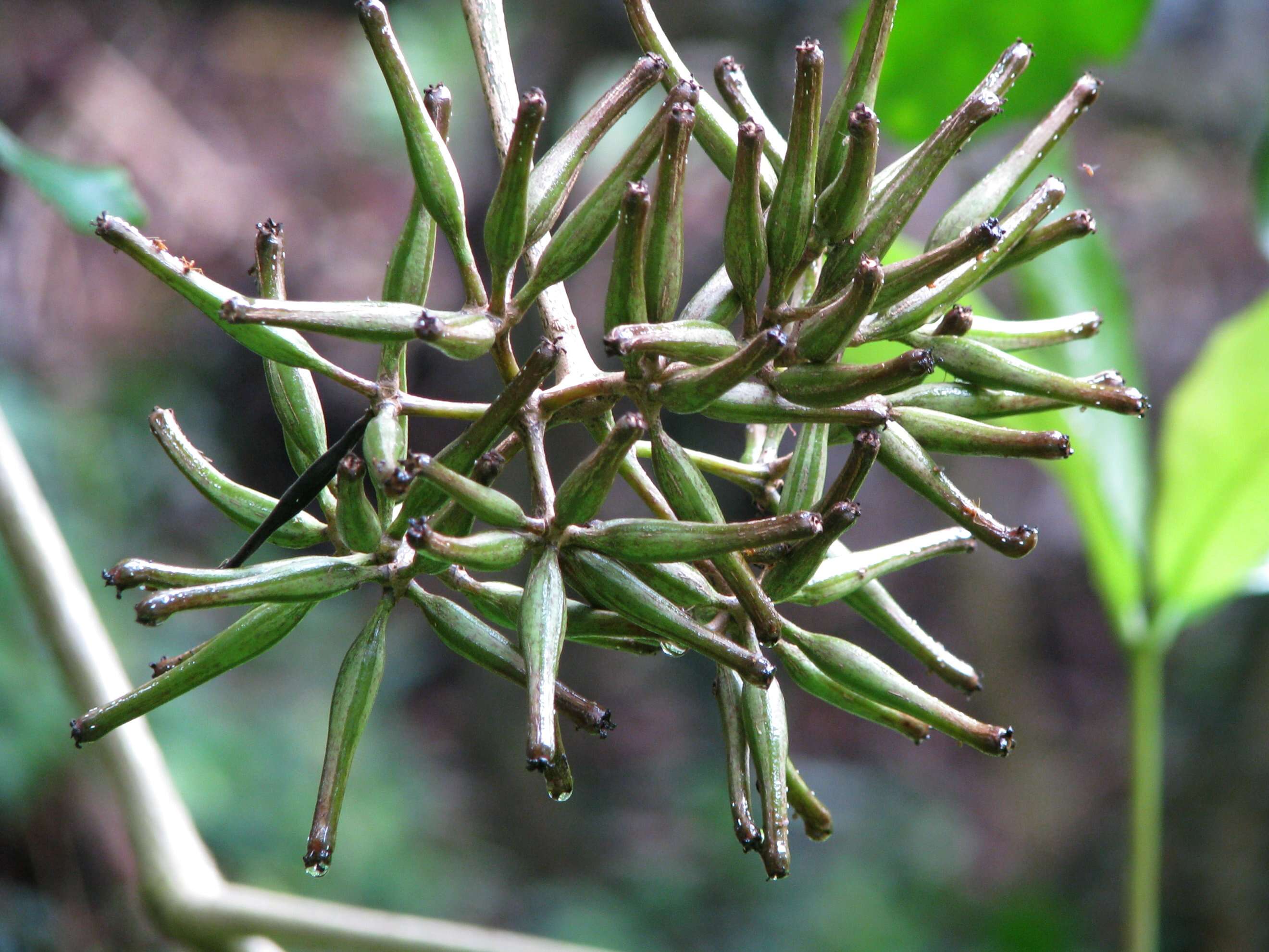 Image of umbrella catchbirdtree