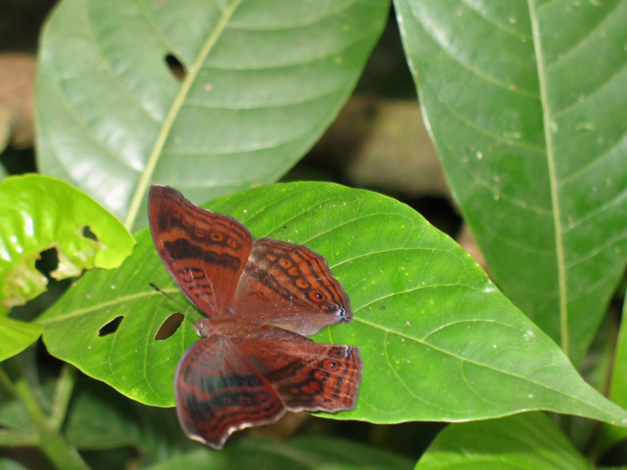 Imagem de Junonia stygia Aurivillius 1894