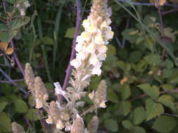 Image of Linaria multicaulis (L.) Mill.