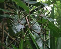 Image of umbrella catchbirdtree