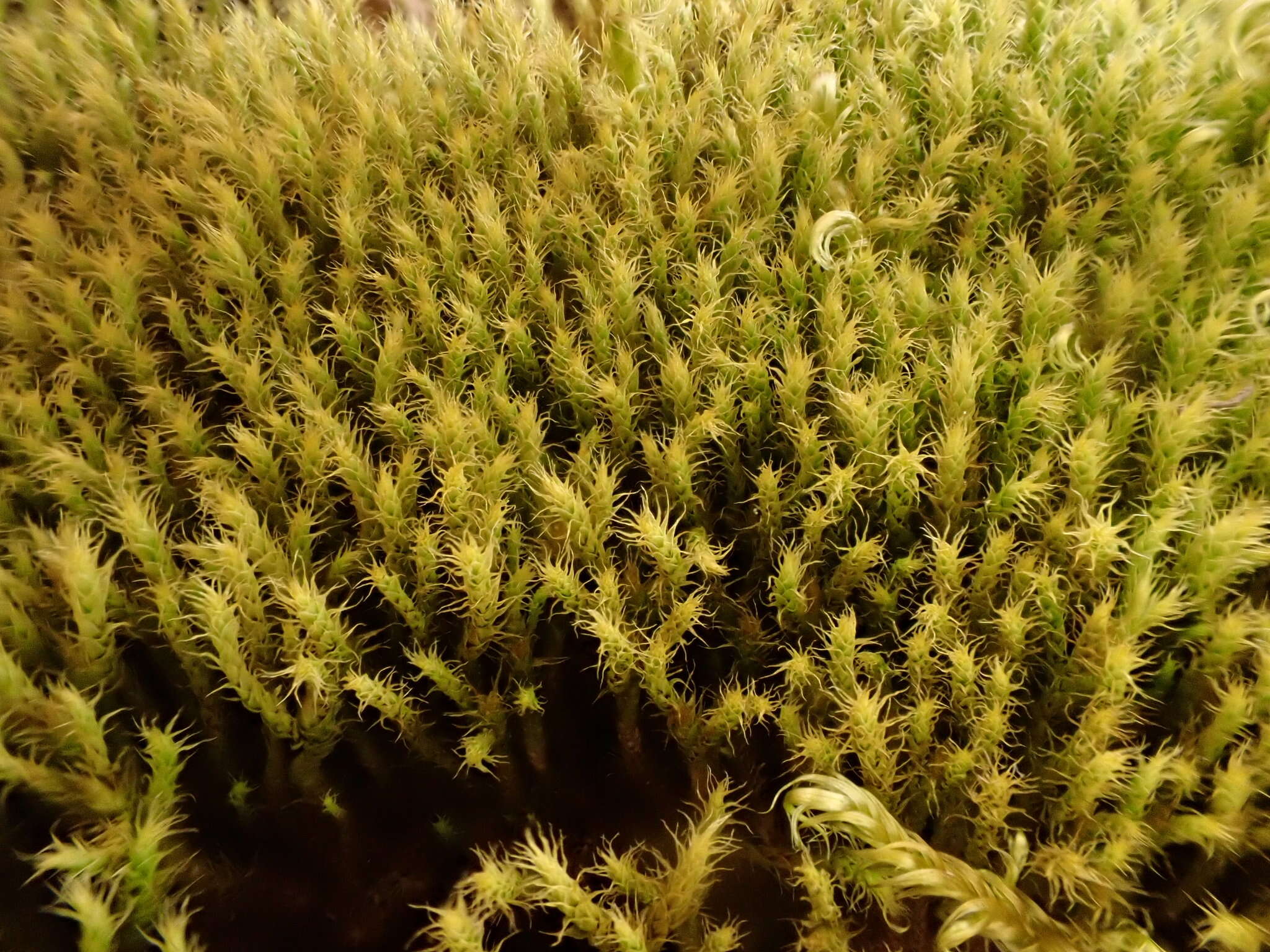 Image of woolly apple-moss