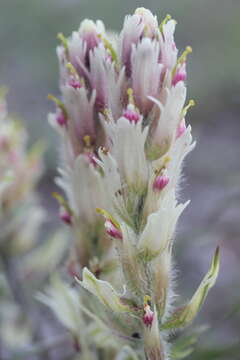 Image of Port Clarence Indian paintbrush